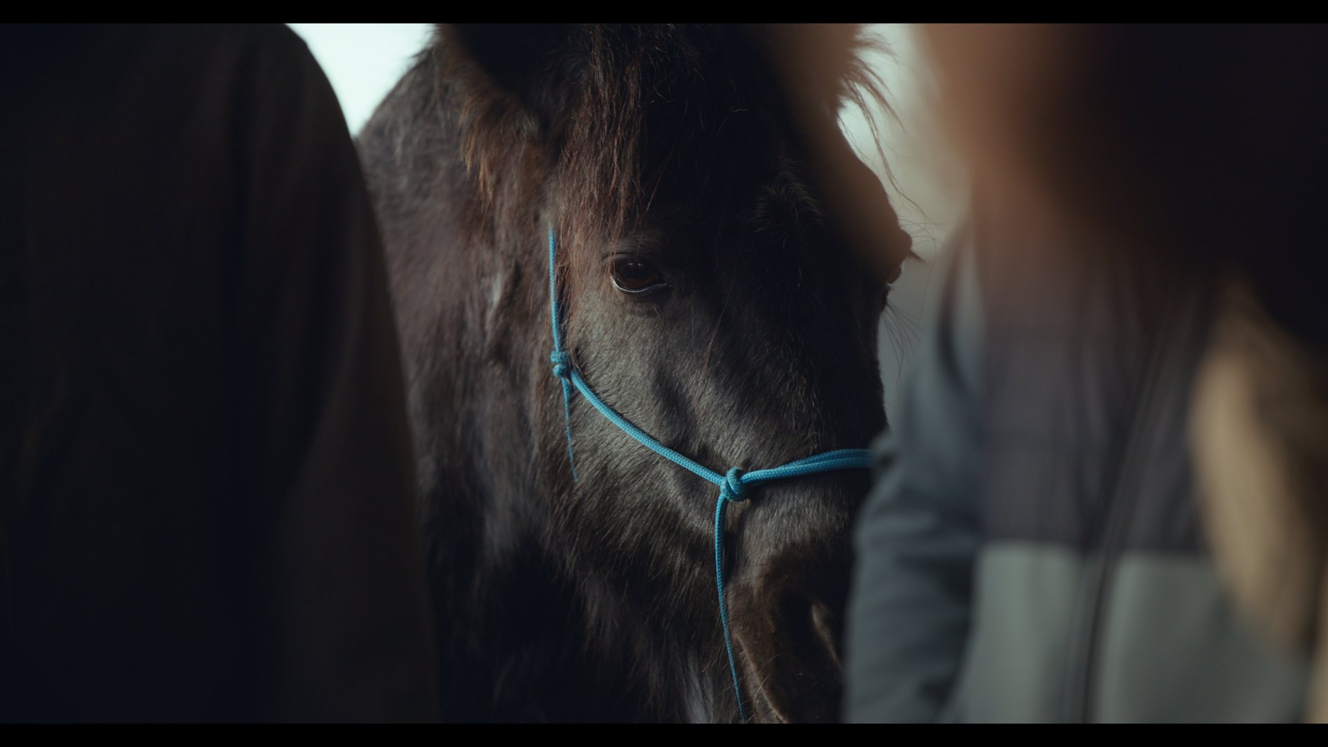 Global Warriors equine retreat film — preview frame